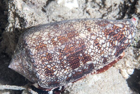 世界十大知名海螺品种：唐冠螺上榜，鹦鹉螺登榜首