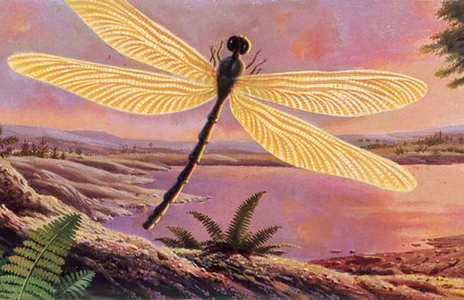远古最大的蜻蜓：巨脉蜻蜓翼展高达75厘米