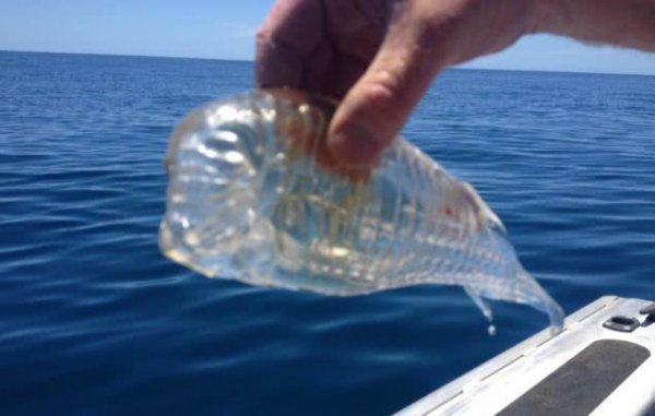 比海水还要清澈的鱼：樽海鞘全身透明，抓到赶紧放生