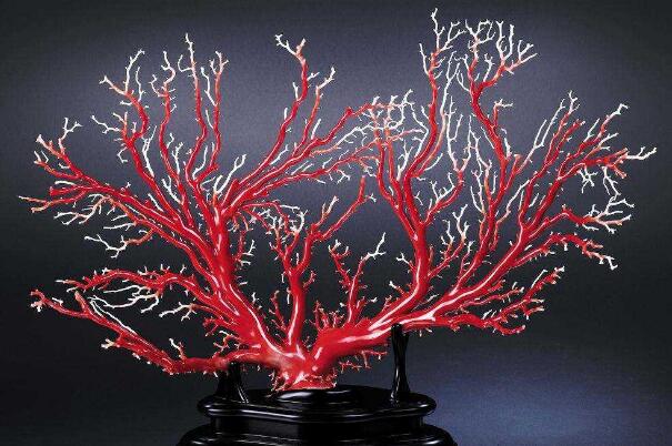 世界上最珍贵的珊瑚：台湾红珊瑚，乃无价之宝！