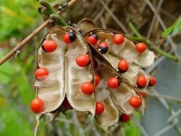 世界上最毒的植物：鸡母珠，很多人拿来当饰品！