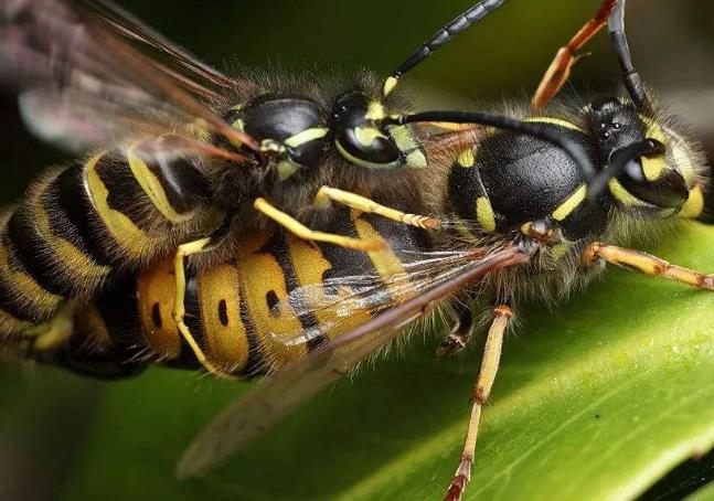 世界上最危险的蜜蜂，杀人蜂已经螫死一千多人
