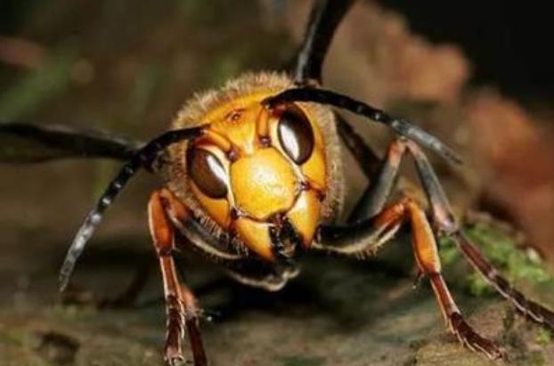 世界上最危险的蜜蜂，杀人蜂已经螫死一千多人