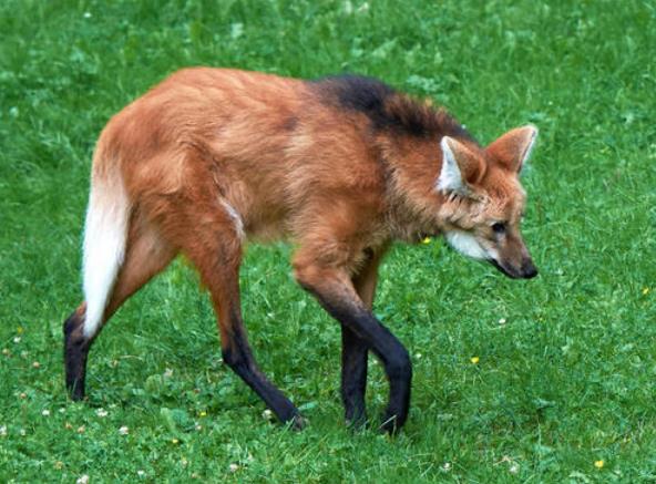 世界上腿最长的犬科动物：鬓狼肩高达1米