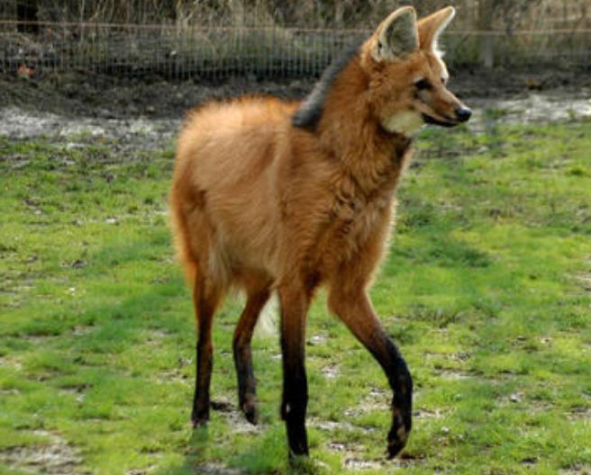 世界上腿最长的犬科动物：鬓狼肩高达1米