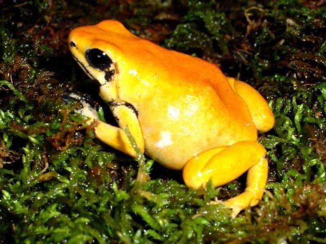 世界毒性最强的11个物种，黄金箭毒蛙仅有1.5厘米