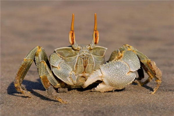 世界上最可爱的螃蟹：台湾原生种螃蟹