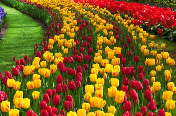 世界十大有毒的花：一品红垫底，彼岸花排第一