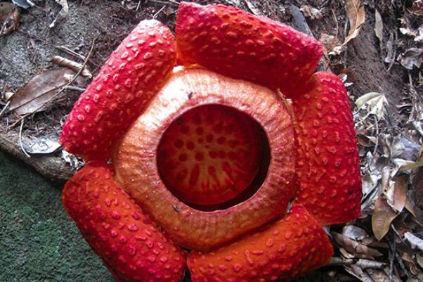 世界最大的十种花：大王花居第二，巨魔芋排第一