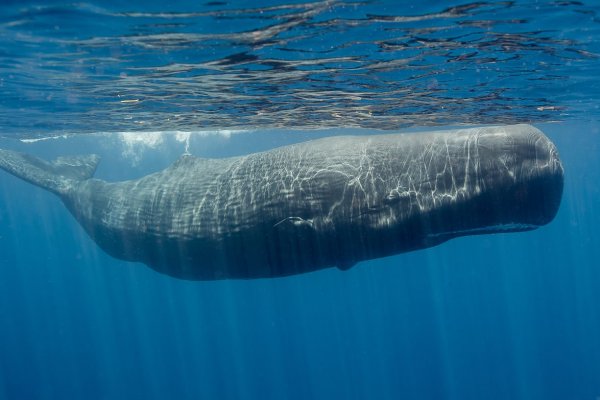 世界上潜水最深的哺乳动物：抹香鲸能下潜到2200米深处