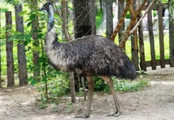 世界现存最大的鸟类：非洲鸵鸟体重超200斤