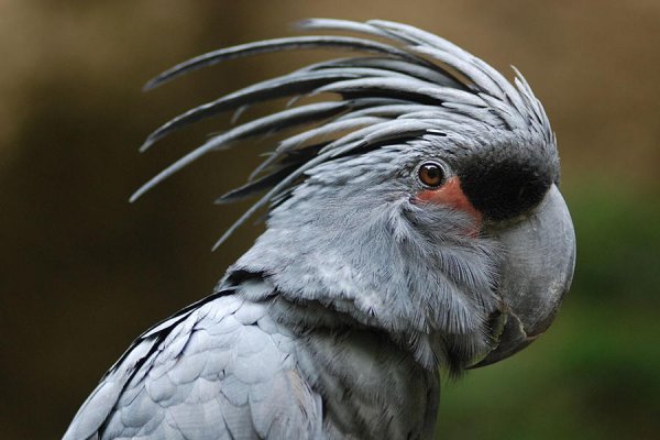 世界上最丑的鹦鹉，毛发稀疏皮肤裸露