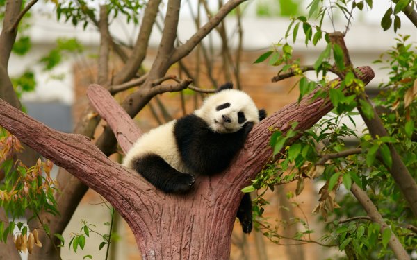 世界最大的熊猫保护区：卧龙大熊猫保护区