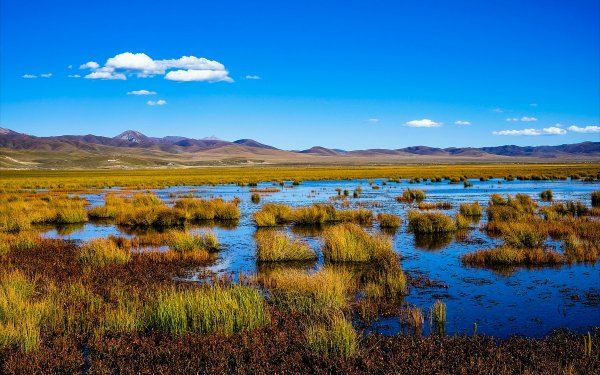世界面积最大高寒沼泽湿地：若尔盖湿地海拔3500米