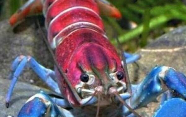 世界上最美的龙虾：浑身七彩斑斓，壳上绘着银河