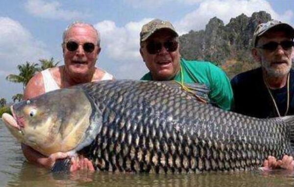 世界上最大的鲤鱼，泰国大鲤鱼重达226斤