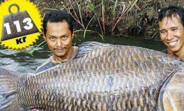 世界上最大的鲤鱼，泰国大鲤鱼重达226斤