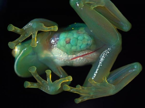 世界上最没有隐私的蛙，玻璃蛙腹部皮肤几乎透明