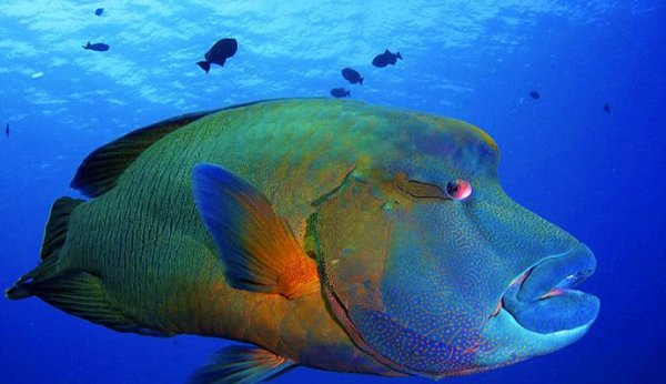 世界上最大的珊瑚鱼，苏眉鱼体长可达2米