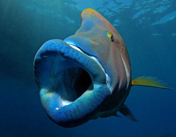 世界上最大的珊瑚鱼，苏眉鱼体长可达2米