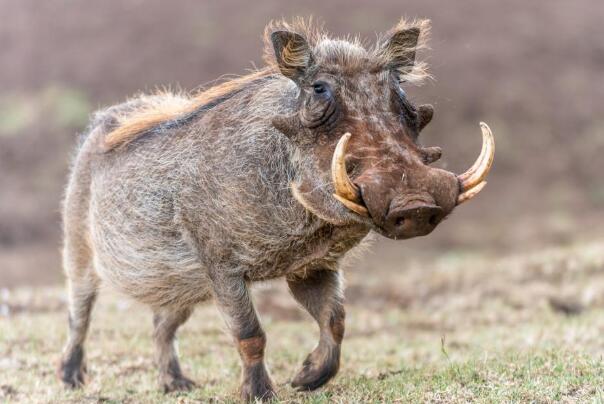 世界唯一数月不喝水动物：疣猪是真正“猪坚强”