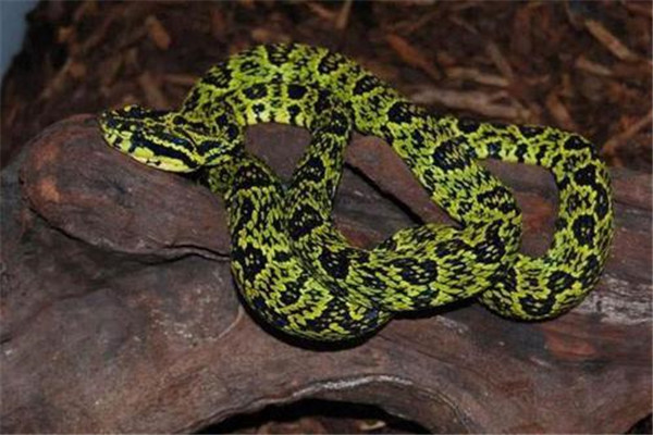 全球最毒的十大毒蛇排行榜：银环蛇上榜