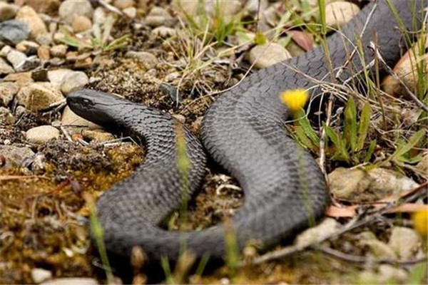 全球最毒的十大毒蛇排行榜：银环蛇上榜