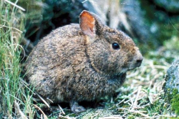 世界第二小的兔子：火山兔耳朵短小，仅36厘米长