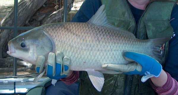世界最长寿淡水鱼：大嘴水牛鱼112岁高龄