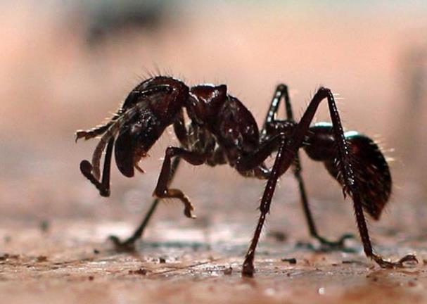 世界上咬人最痛的蚂蚁，子弹蚁咬人最疼