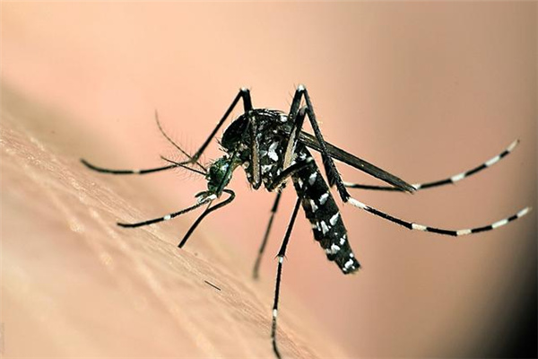 世界十大最毒蚊子：花斑蚊排第一名