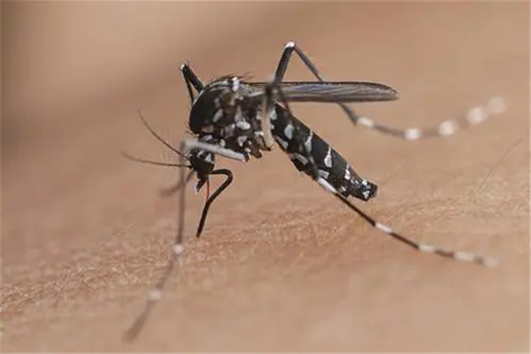 世界十大最毒蚊子：花斑蚊排第一名