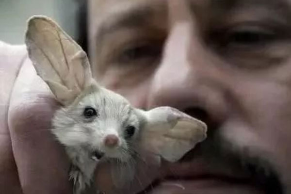世界上耳朵最长的鼠：长耳跳鼠耳朵占一半身长