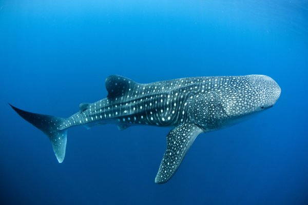 世界上最长的鱼：鲸鲨可达20米