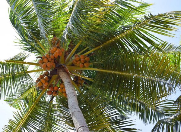 世界上最长的叶子：长叶椰子叶长达27米