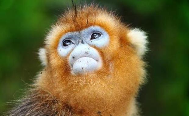 世界上最珍稀的猴子：山魈长有鬼魅似的面孔