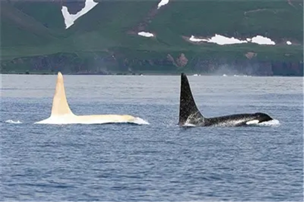 世界上最稀有的虎鲸：白化虎鲸概率为万分之一