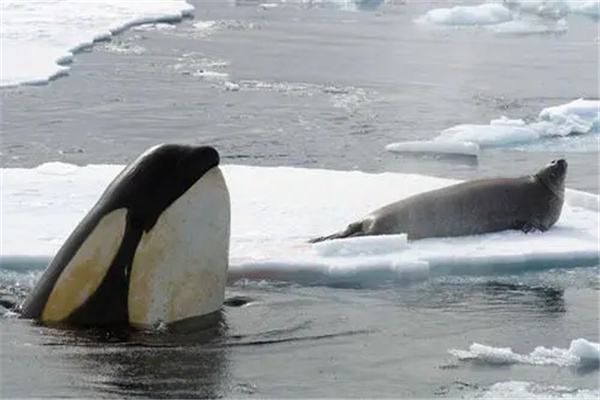 世界上最稀有的虎鲸：白化虎鲸概率为万分之一
