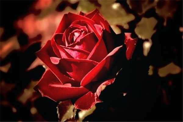 世界上最美的花排行榜：牡丹花象征富贵与权利