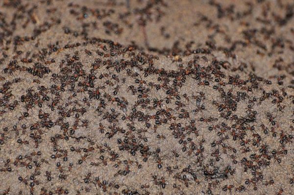 世界上最大的食人蚁：非洲食人蚁所到之处尸骨无存