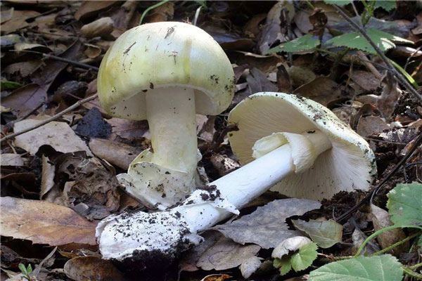 世界上最毒的十种蘑菇：每种都含有致命毒素