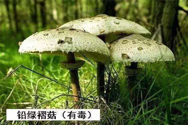 世界上最毒的十种蘑菇：每种都含有致命毒素