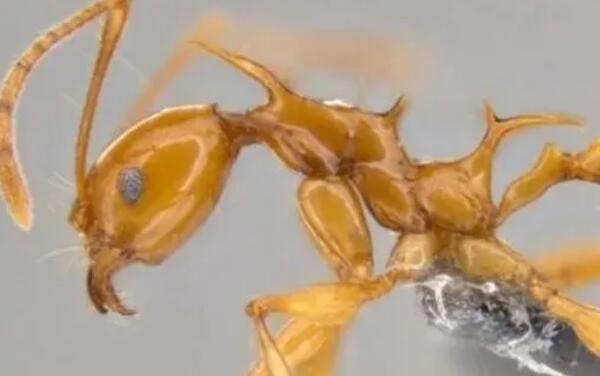 世界上最罕见的新物种：神秘千足虫有414条腿