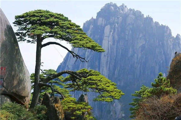 世界上最坚贞的树：松树堪称“树中君子”