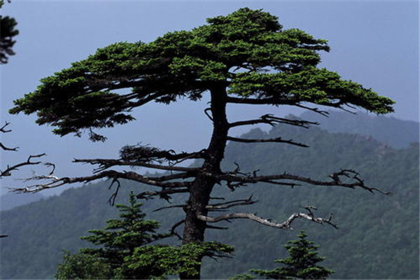 世界上最坚贞的树：松树堪称“树中君子”