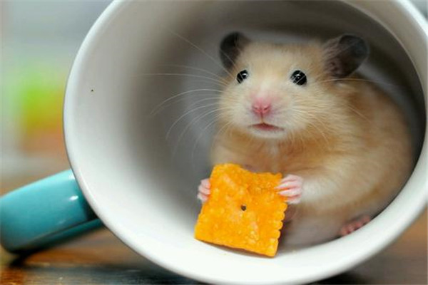 世界上最可爱的鼠类：仓鼠外形漂亮性格温和