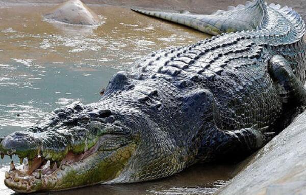 世界上现存体型最大的鳄鱼：身长6.4米，重达1075公斤