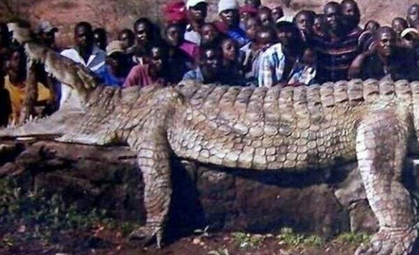 世界上现存体型最大的鳄鱼：身长6.4米，重达1075公斤