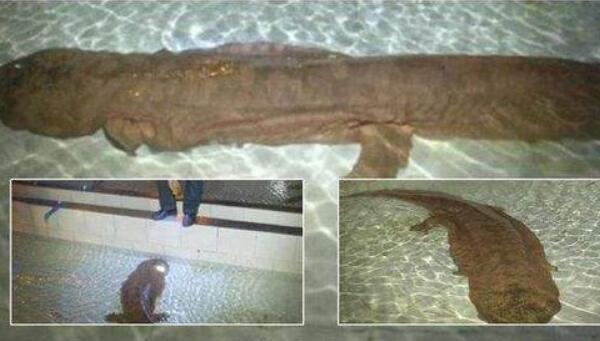 世界上年龄体型最大的蝾螈：足有200岁，身长超1.4米