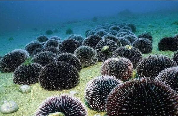 世界最能潜水的十大动物排名：棱皮龟上榜，海绵夺冠